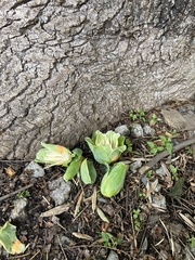 Liriodendron tulipifera