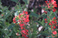 Castilleja martini