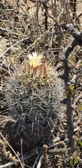Coryphantha clavata