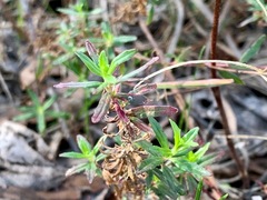 Epilobium gunnianum