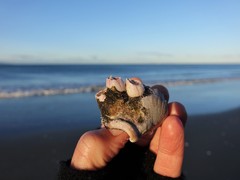 Notomegabalanus decorus