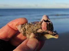 Notomegabalanus decorus