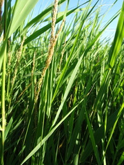 Calamagrostis stricta