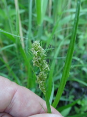 Carex otrubae