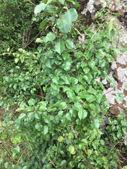 Pyrus communis communis