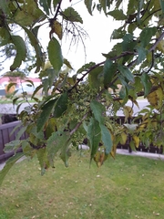 Plagianthus regius