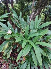 Alpinia hainanensis