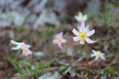 Erythronium citrinum