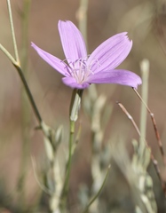 Lygodesmia grandiflora dianthopsis
