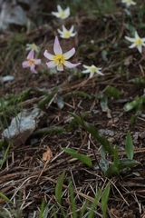 Erythronium citrinum