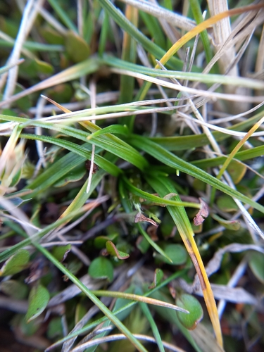 Image of Carex breviculmis by (c) Colin Meurk, some rights reserved (CC BY-SA)