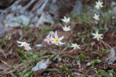 Erythronium citrinum