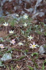 Erythronium citrinum