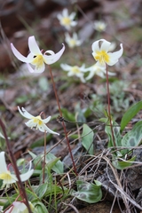 Erythronium citrinum