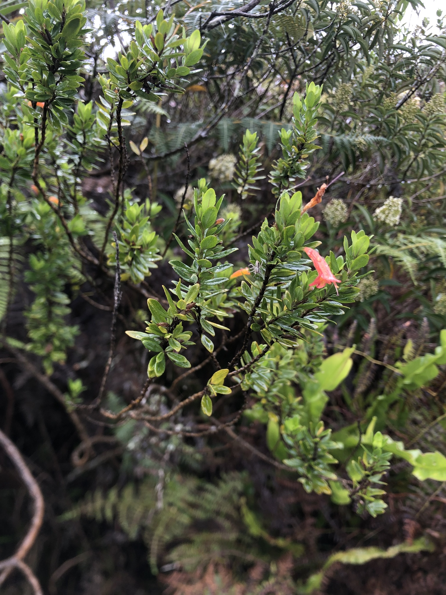 Clinopodium image