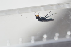 Acantholyda erythrocephala