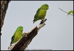 Forpus xanthopterygius