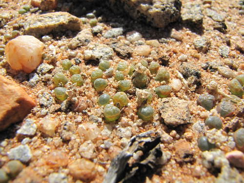 Conophytum devium · iNaturalist Mexico