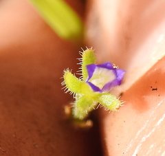 Githopsis specularioides