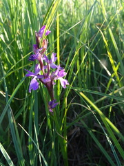 Anacamptis palustris