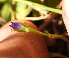 Githopsis specularioides