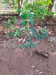Capsicum annuum glabriusculum