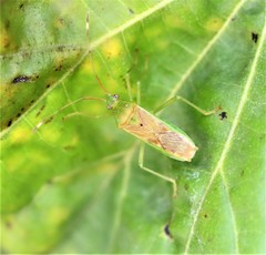 Amblypelta nitida