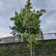Chionanthus retusus