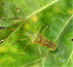 Amblypelta nitida