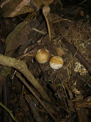 Volvariella volvacea