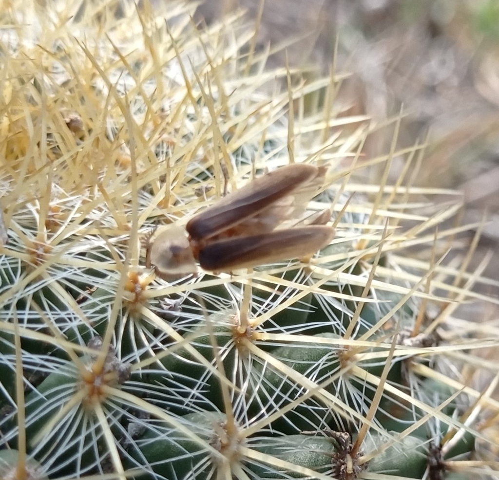 Cratomorphus halffteri