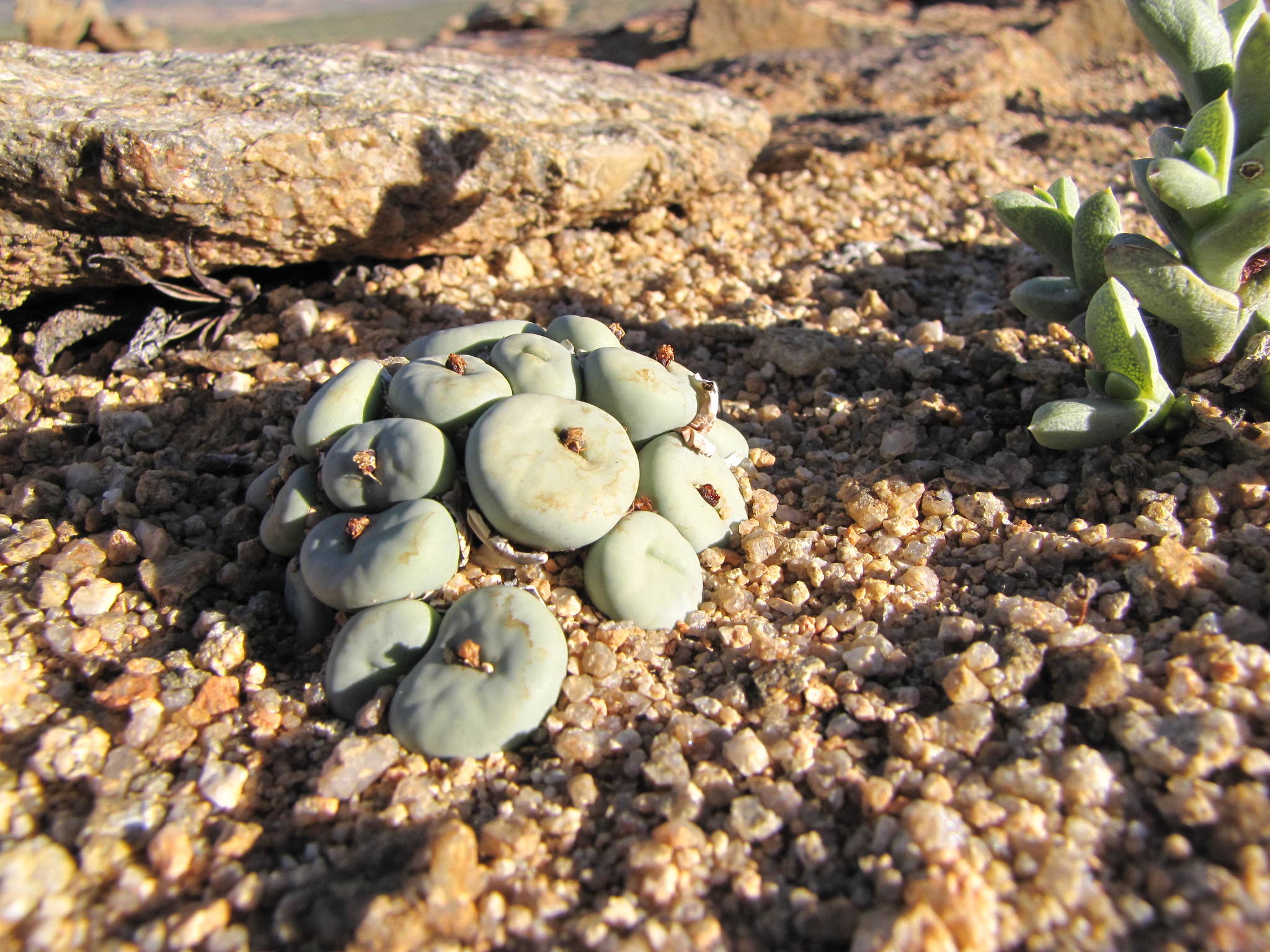 コノフィツム　pageae Bethen Conophytum pageae - World of Succulents