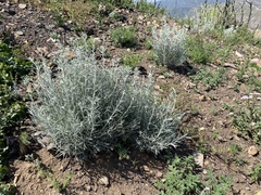 Tetradymia comosa