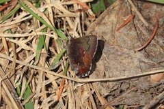 Callophrys mossii