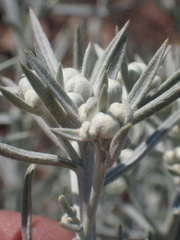 Tetradymia comosa