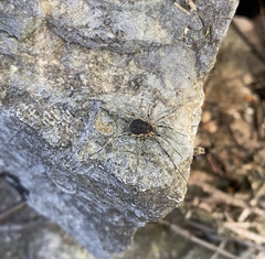 Eumesosoma