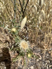 Cirsium mohavense