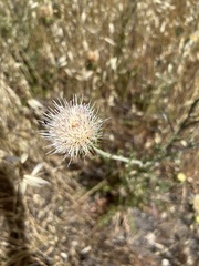 Cirsium mohavense