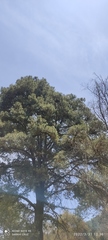 Pinus teocote