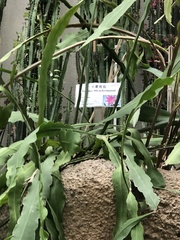 Disocactus ackermannii