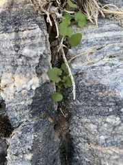 Phacelia perityloides