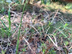 Epilobium gunnianum