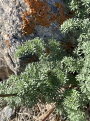 Cymopterus aboriginum