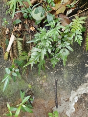 Leptochilus ellipticus