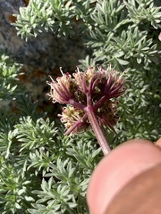 Cymopterus aboriginum