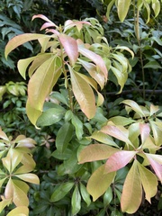 Pieris japonica japonica