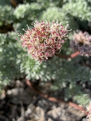 Cymopterus aboriginum