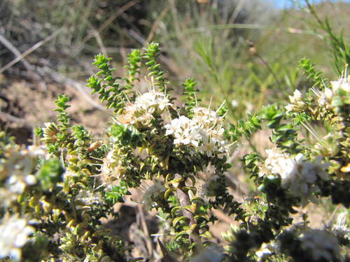 Paleisheuwel Bigstyle (Macrostylis hirta)