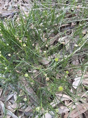 Brachyscome paludicola