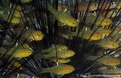 Ostorhinchus hoevenii